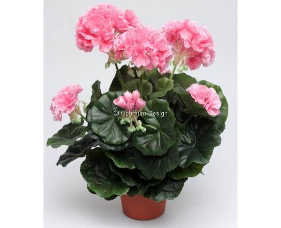 Géranium rose 43 cm