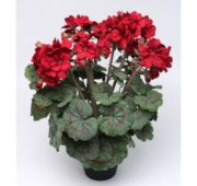 Géranium rouge 43 cm
