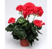 Géranium rouge 38 cm