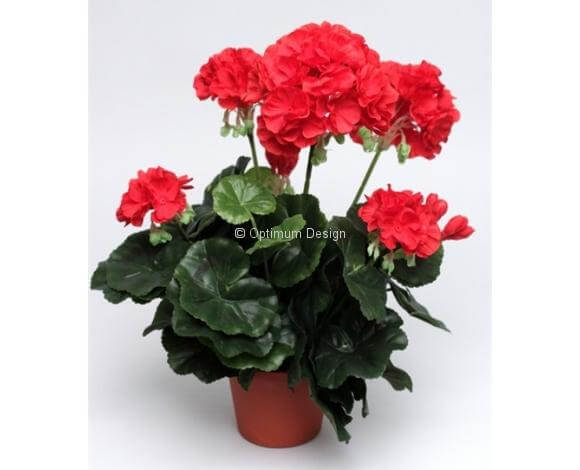 Géranium rouge 38 cm