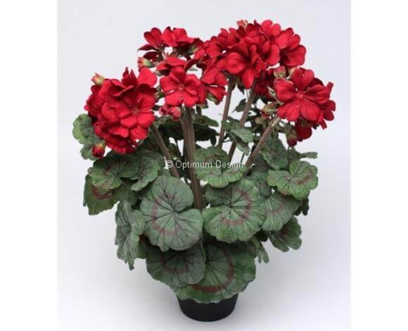 Géranium rouge 43 cm
