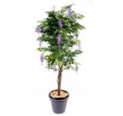 Glycine multi liane violet 110, 150 et 180 cm