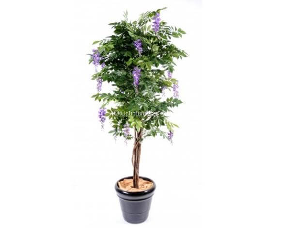 Glycine multi liane violet 110, 150 et 180 cm