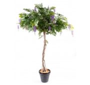 Glycine tronc bois fleurs violettes 235 cm