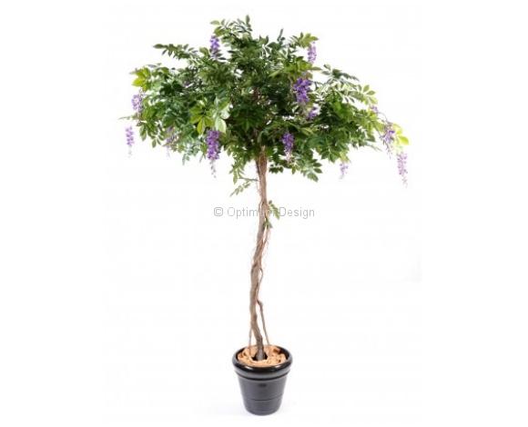 Glycine tronc bois fleurs violettes 235 cm