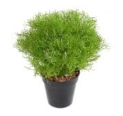 Gypso 30 cm