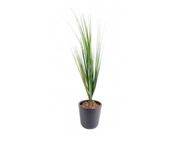 Herbe grasse 75 cm