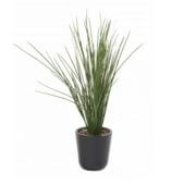 Herbe sauvage 15 cm