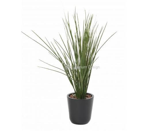 Herbe sauvage 15 cm