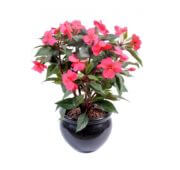 Impatiens fushia piquet 40 cm