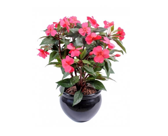 Impatiens fushia piquet 40 cm