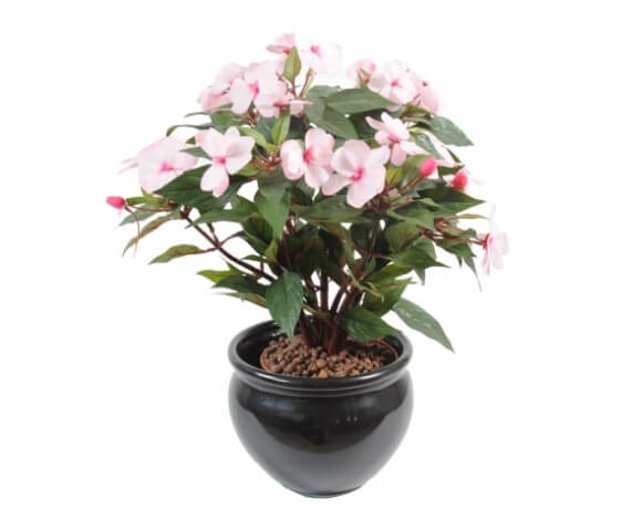 Impatiens rose piquet 40 cm