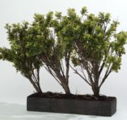 Jardi buis luxury