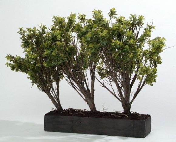 Jardi buis luxury