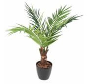 Kentia tronc 120 cm