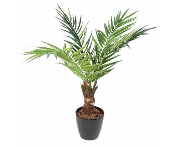 Kentia tronc 120 cm