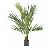 Kentia palm 130 cm