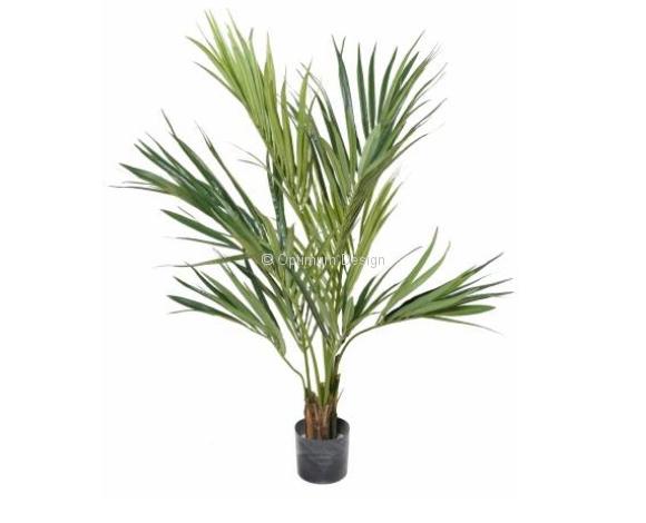 Kentia palm 130 cm