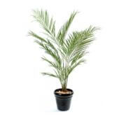 kentia palm 150 cm