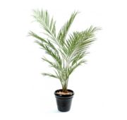 kentia palm 150 cm