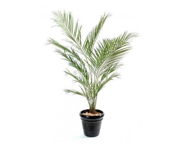 kentia palm 150 cm