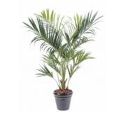 Kentia royal en pot 190, 220 et 270 cm