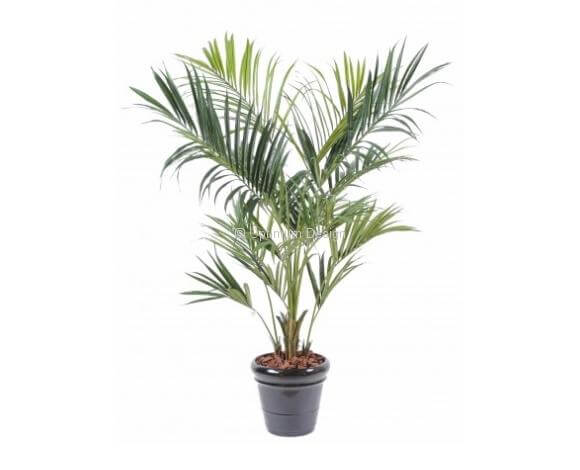 Kentia royal en pot 190, 220 et 270 cm