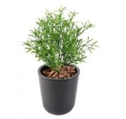 Leptospermum vert 20 cm