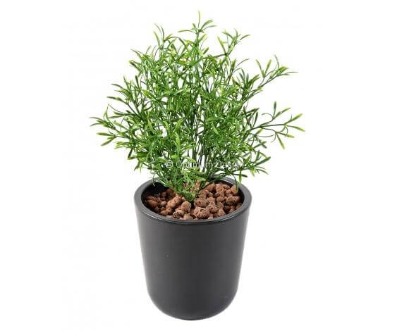 Leptospermum vert 20 cm