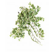 Lierre 35 cm