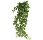 Lierre 60 cm