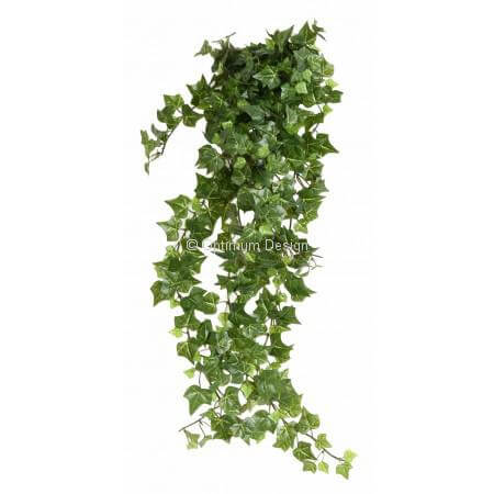 Lierre 60 cm