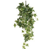 Lierre north 80 cm
