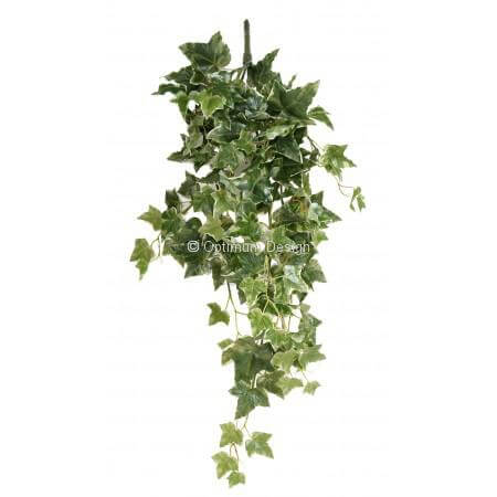 Lierre north 80 cm