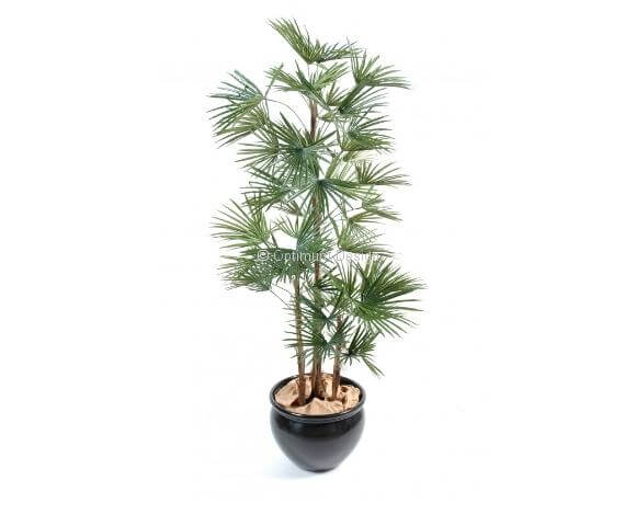 Livistona 110 et 140cm