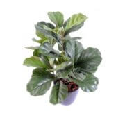Lyrata buisson 60 cm