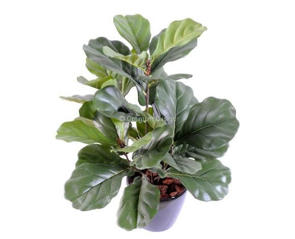 Lyrata buisson 60 cm