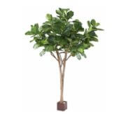 Lyrata multi tree 3m