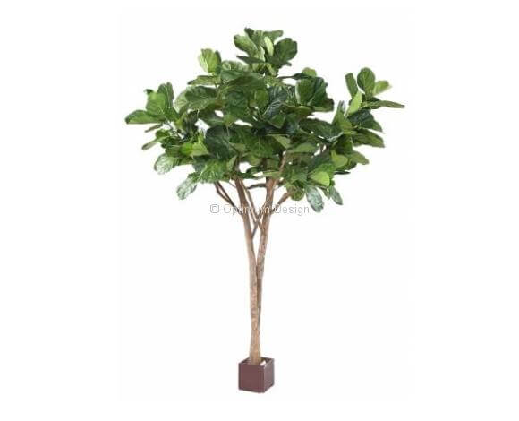 Lyrata multi tree 3m