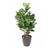 Lyrata royal buisson 100 cm