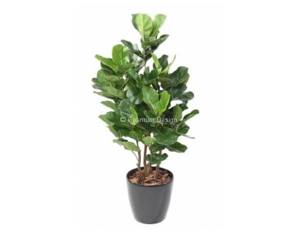 Lyrata royal buisson 100 cm