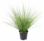 Miscanthus sinensis zebrina
