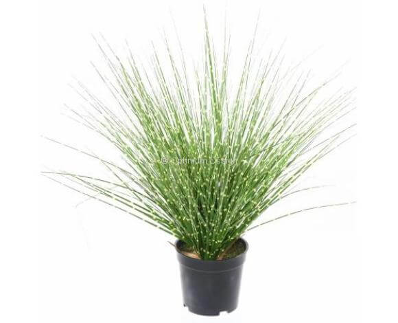 Miscanthus sinensis zebrina