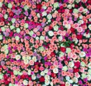 mur-vegetal-rose-epine