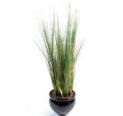 Graminée onion grass 125 cm