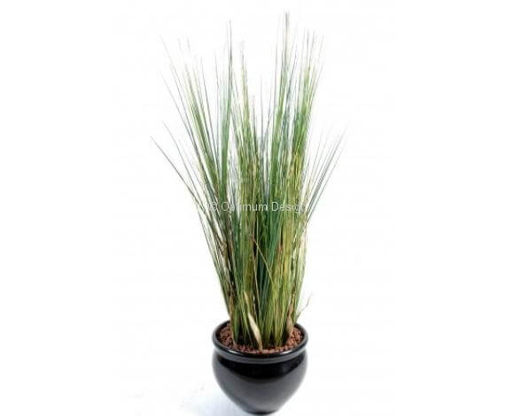 Graminée onion grass 125 cm