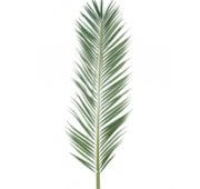 Palme palmier mascarena