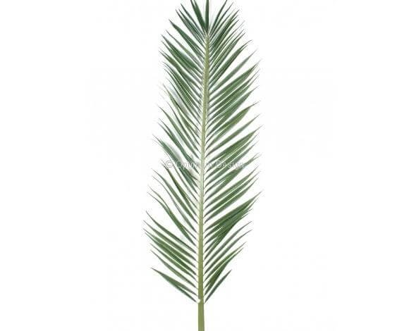 Palme palmier mascarena