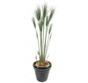 Graminée papyrus cyperus