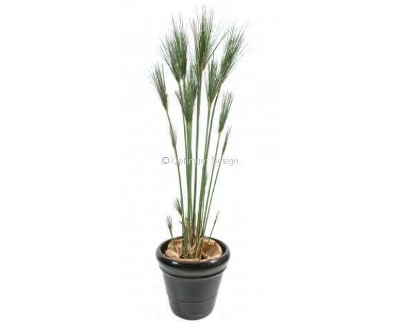 Graminée papyrus cyperus